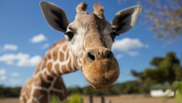  At drømme om en giraf - Hvad betyder det? Er det godt eller skidt?