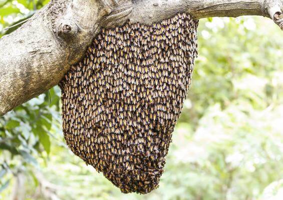  ミツバチの大群の夢：その意味するところは？ すべての結果をここでご覧ください！