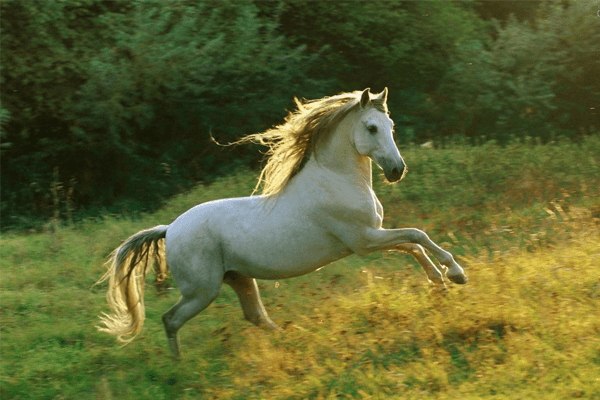  Snít o bílém koni: významy