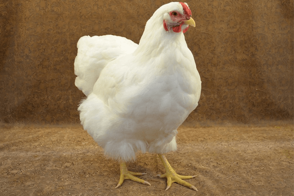  닭고기에 대한 꿈 : 그것은 무엇을 의미합니까? 이봐!