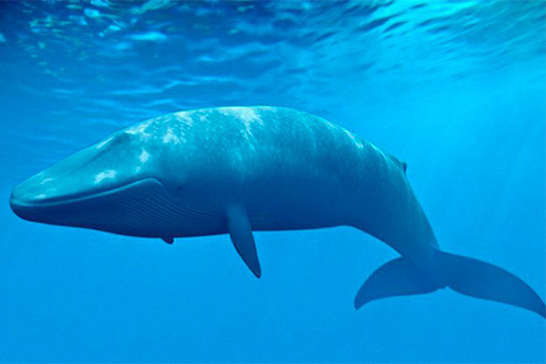  Sen o velrybě - odhalte význam každého typu snu