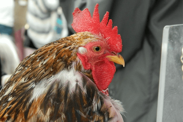  Bermimpi tentang ayam jantan: apakah maksudnya? Tengok sini!