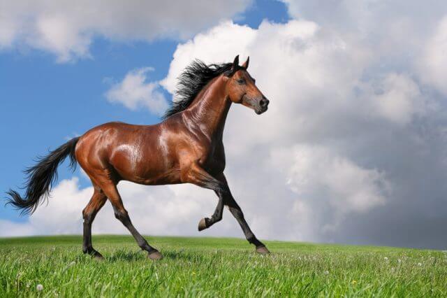  Att drömma om en brun häst: vad betyder det? Se här!
