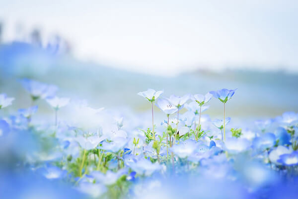  सपने में फूल देखना - इसका क्या मतलब है? नीला, सफ़ेद, काला