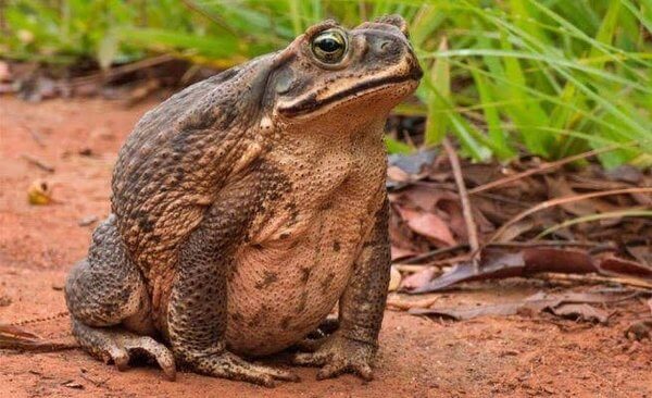  Snívať o veľkej žabe: Čo to znamená? Je to dobré alebo zlé?