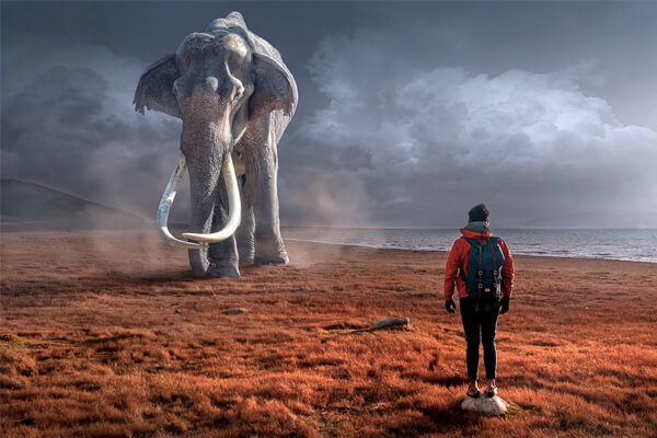  Snívať o slonovi - čo to znamená? dieťa, mŕtve alebo biele