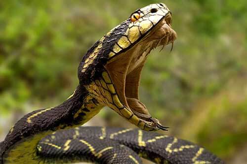  At drømme om en slange, der bider: Hvad betyder det?