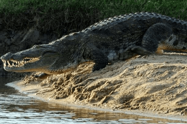  Сањати крокодила: шта то значи?