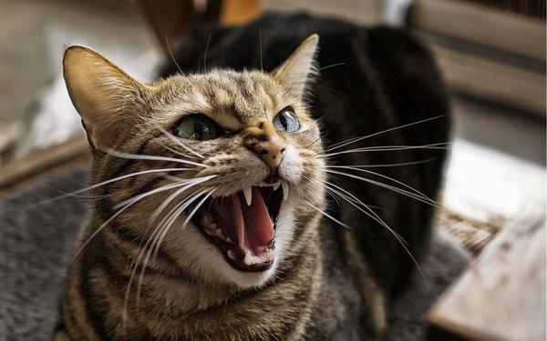  Rêver d'un chat qui attaque : qu'est-ce que cela signifie ? Est-ce que c'est bon ou mauvais ? Tous les résultats !