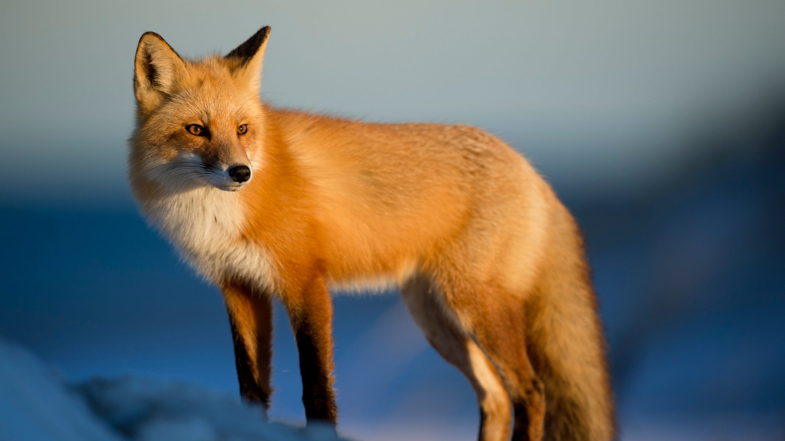  Dreaming of a Fox - 13 ΟΝΕΙΡΑ για την αλεπού που αποκαλύπτουν πολλά για σένα